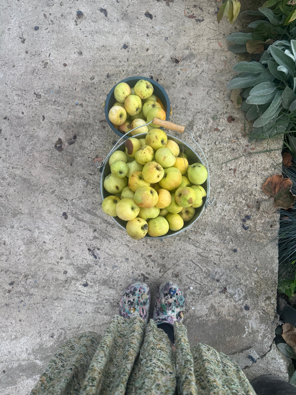 Two buckets of apples gathered in Natalia's garden.