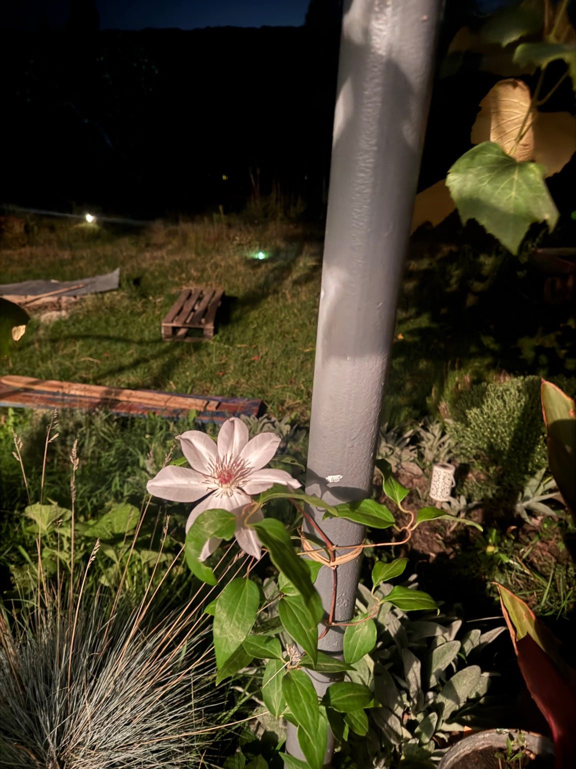 A pale clematis flower photographed in the garden at night.