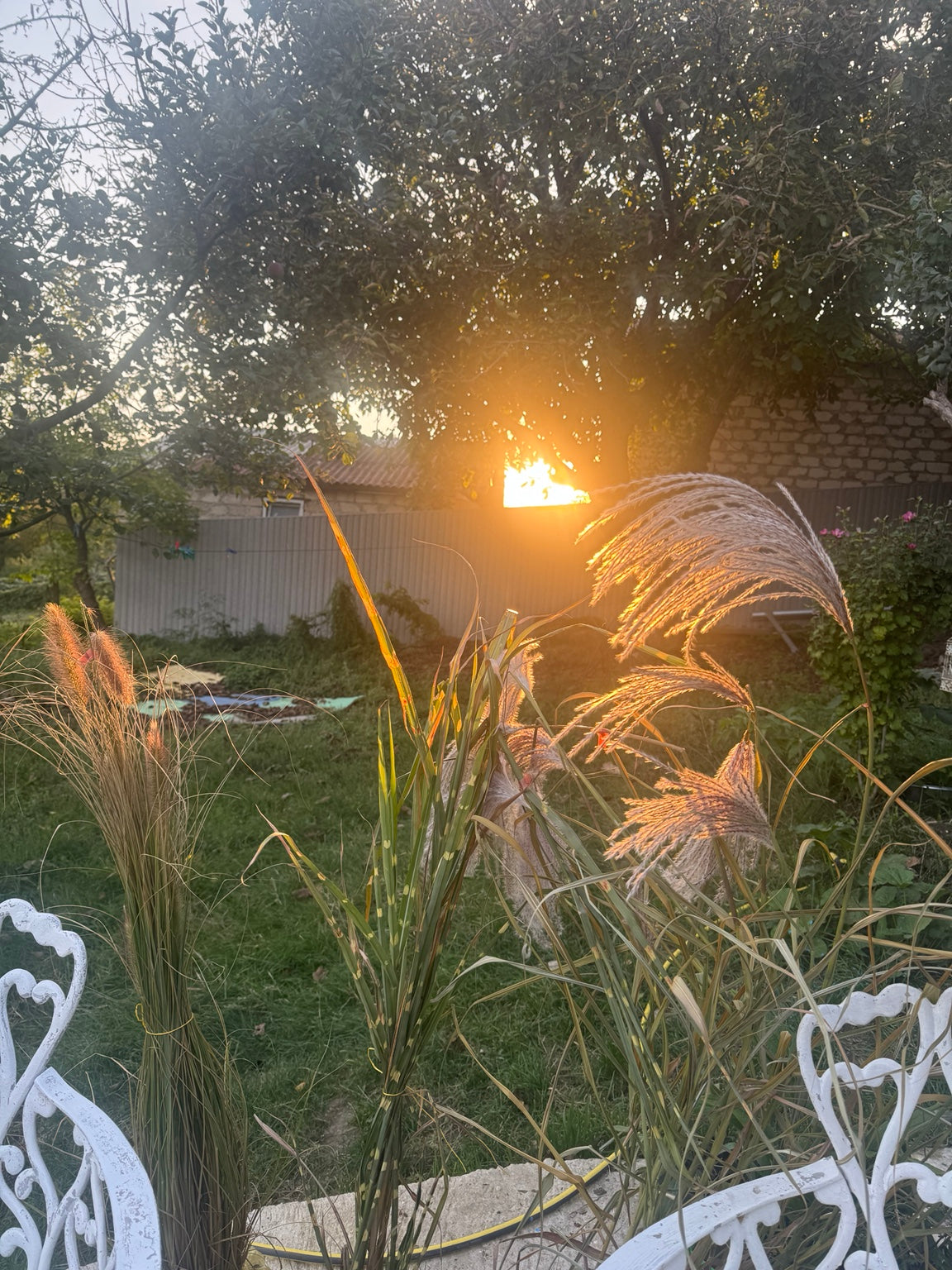 Evening sunlight through ornamental grasses in the garden in Ivancea.