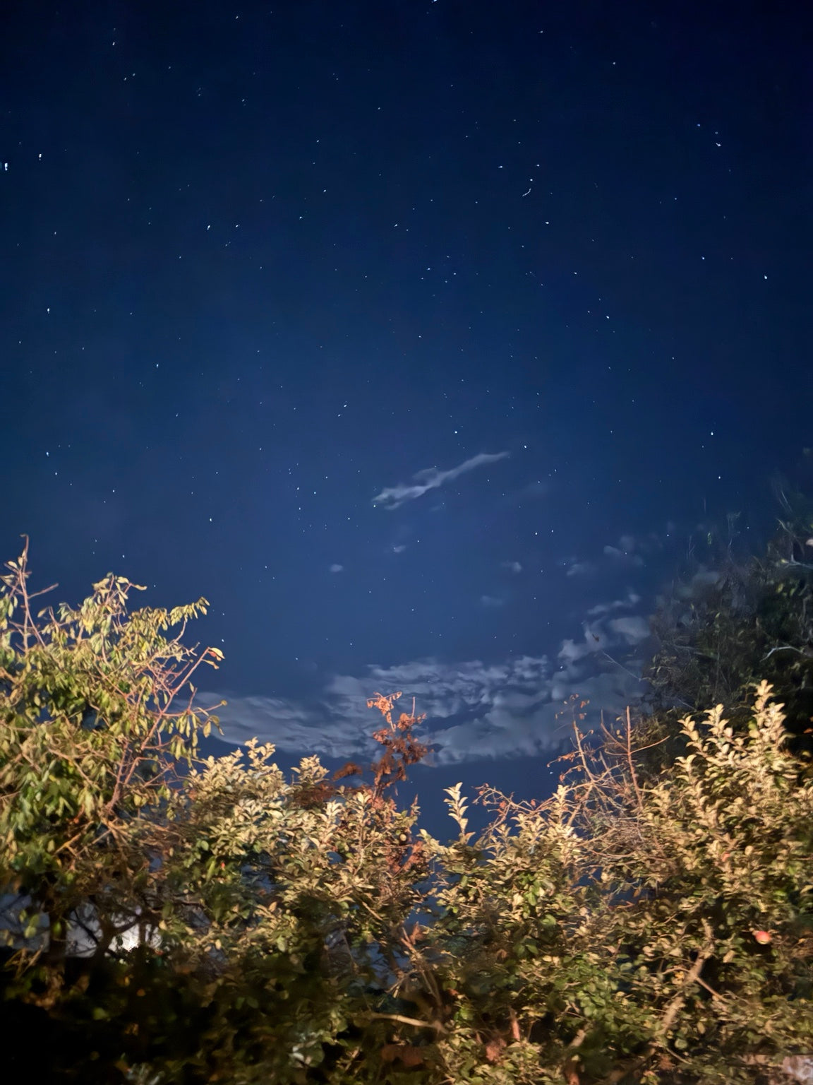 The night sky above the trees in the garden in Ivancea.