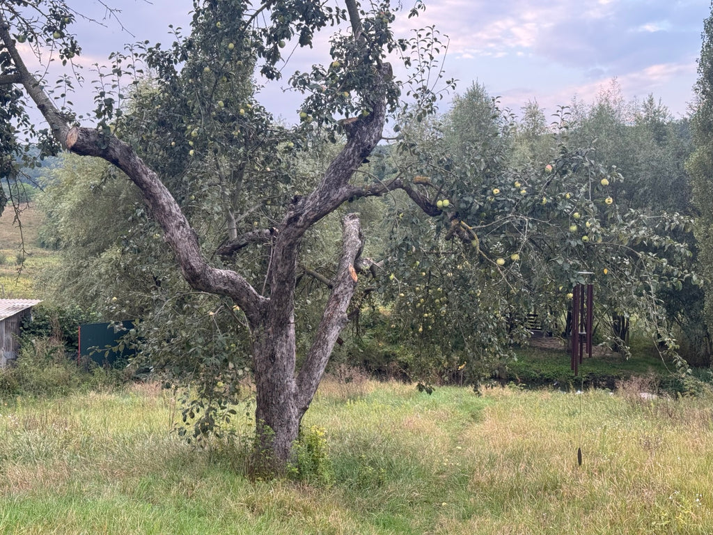 The old apple tree in Natalia's garden in Ivancea, Moldova.