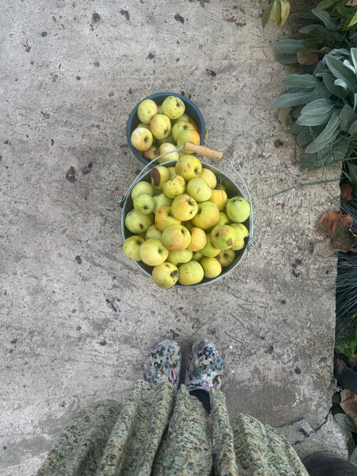 Freshly gathered apples in our garden